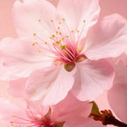 Rituals of Sakura Mini Gift Set