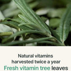 I'm From Vitamin Tree Water Gel Advanced